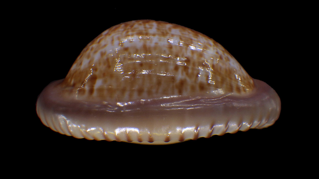 Cypraeovula fuscorubra (Shaw, 1909) Rimg6231