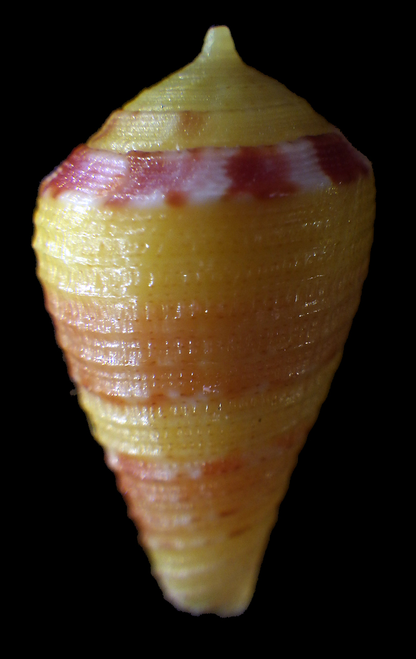 Conus (Rhizoconus) pertusus  amabilis   Lamarck 1810 Rimg6514