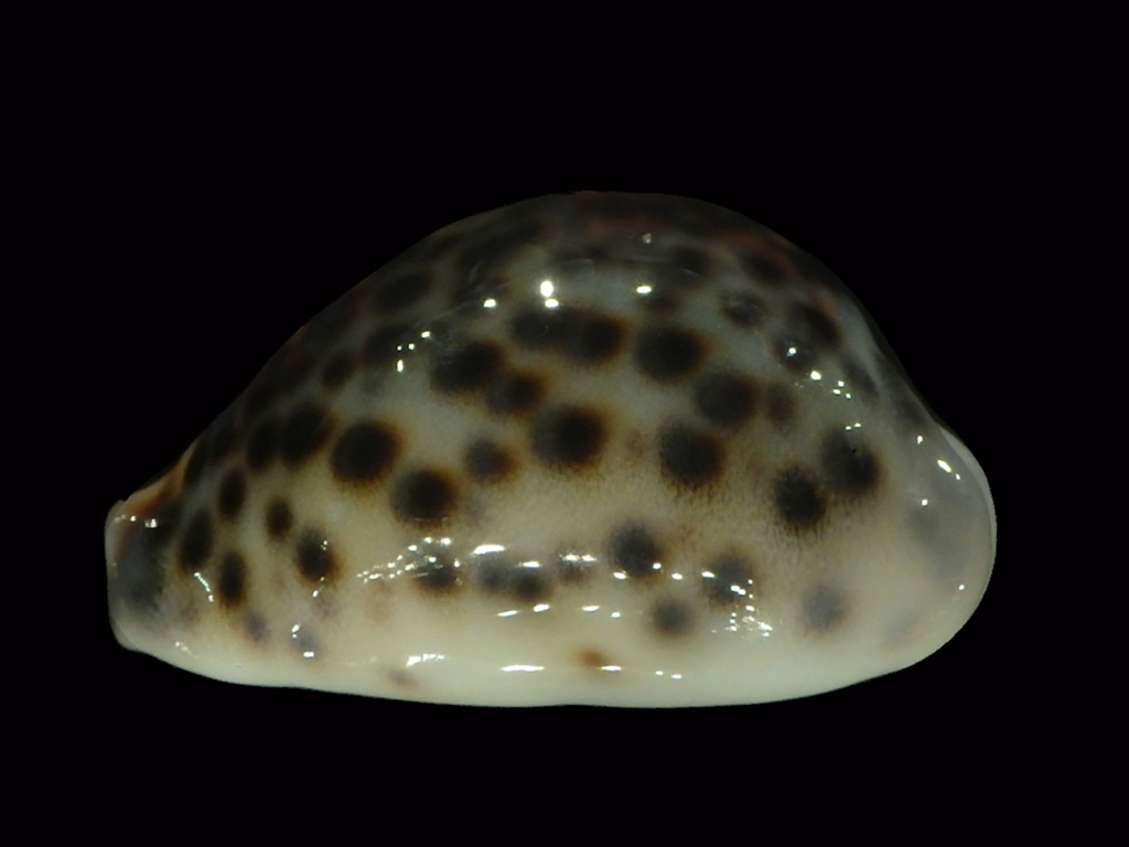 Cypraea tigris tigris Linnaeus, 1758 - Naines Rimg7018