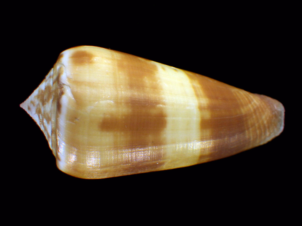 Conus (Pionoconus) quasimagus Bozzetti, 2016 Rimg7115
