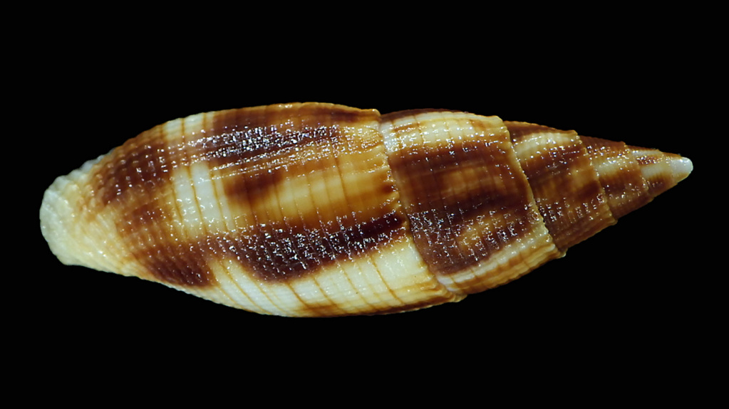 Nebularia eremitarum - (Röding, 1798) Rimg7320