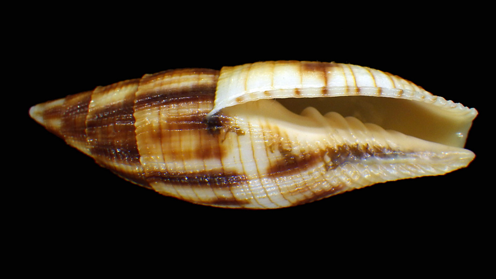 Nebularia eremitarum - (Röding, 1798) Rimg7326
