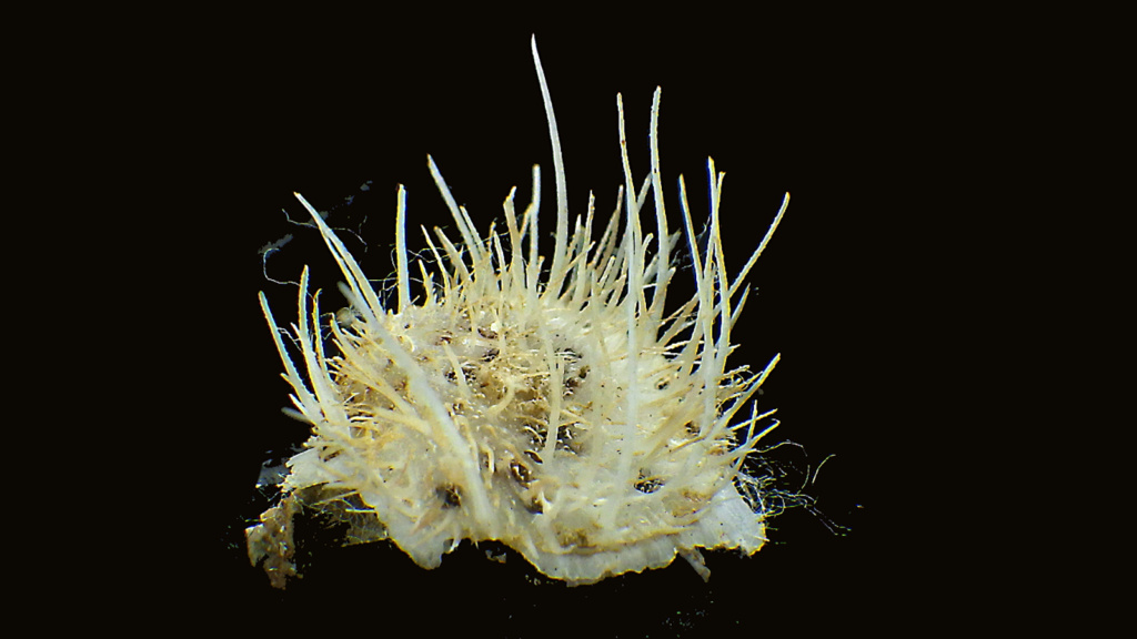Spondylae Spondylus nicobaricus  f. ciliatus Schreibers, 1793 Rimg7460