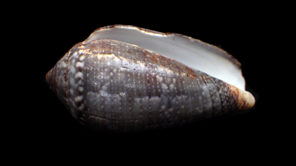 Conus_monachus Rimg9011