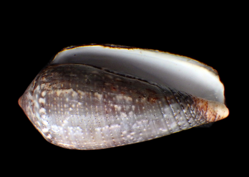 Conus_monachus Rimg9014