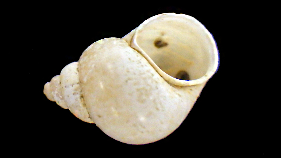 Bithynia tentaculata - (Linnaeus, 1758) Rimg9519