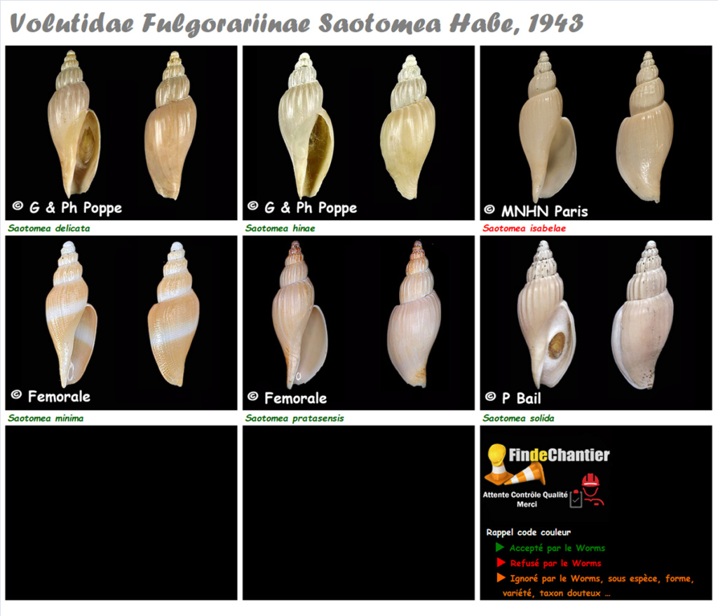 Volutidae Fulgorariinae  Saotomea - Le genre, ses espèces, la planche Saotom10