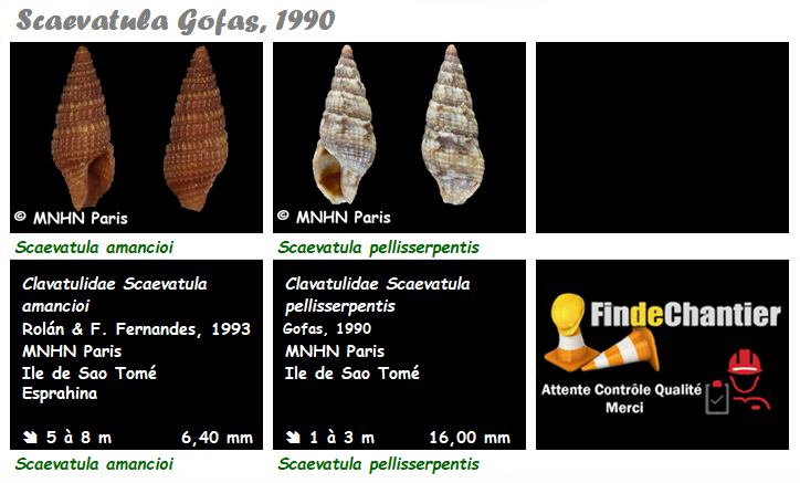 Clavatulidae Scaevatula - Le genre, ses espèces, la planche Scaeva11