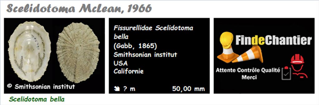 Emarginulinae Scelidotoma - Le genre, l'espèce,  la planche Scelid10