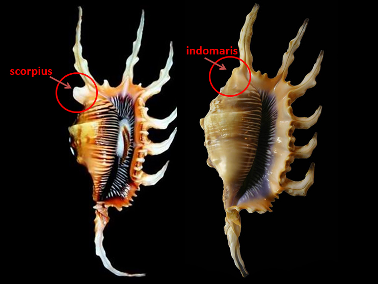 Lambis scorpius indomaris - Abbott, 1961 Scorpi10