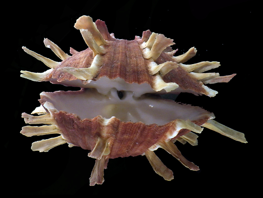 Spondylus sinensis Schreibers, 1793  Spondy13