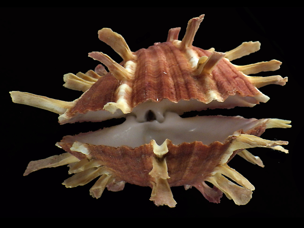 Spondylus sinensis Schreibers, 1793  Spondy15