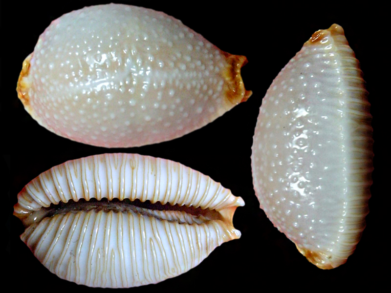 Staphylaea staphylaea consobrina descripta (Iredale, 1935) Staphy12