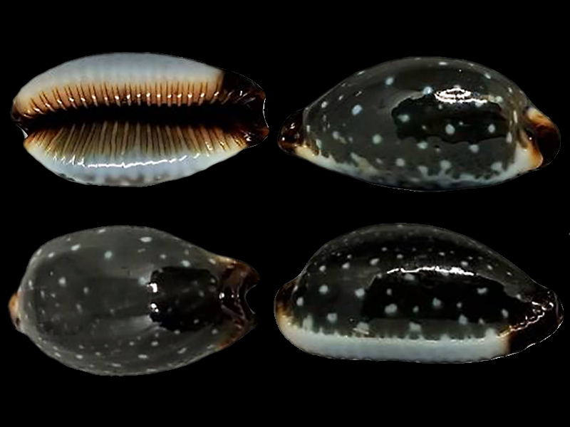 Staphylaea limacina interstincta - (Wood, 1828) Staphy13