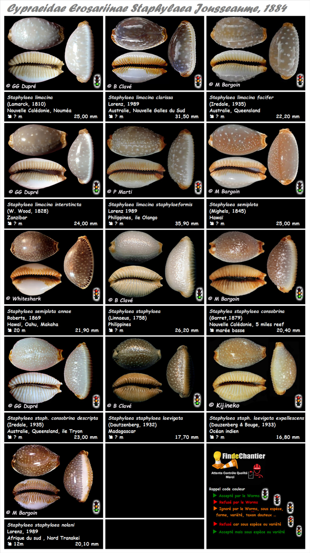 Cypraeidae Erosariinae Staphylaea - Le genre, ses espèces, la planche Staphy14