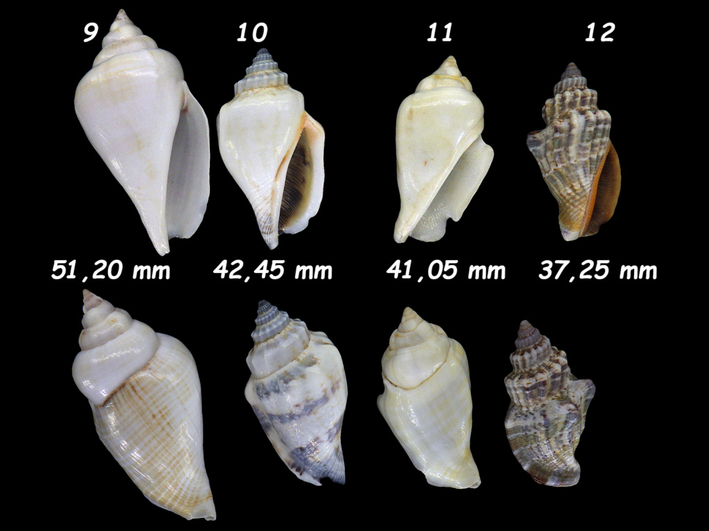 Une première série de strombidae du carton. Stromb18