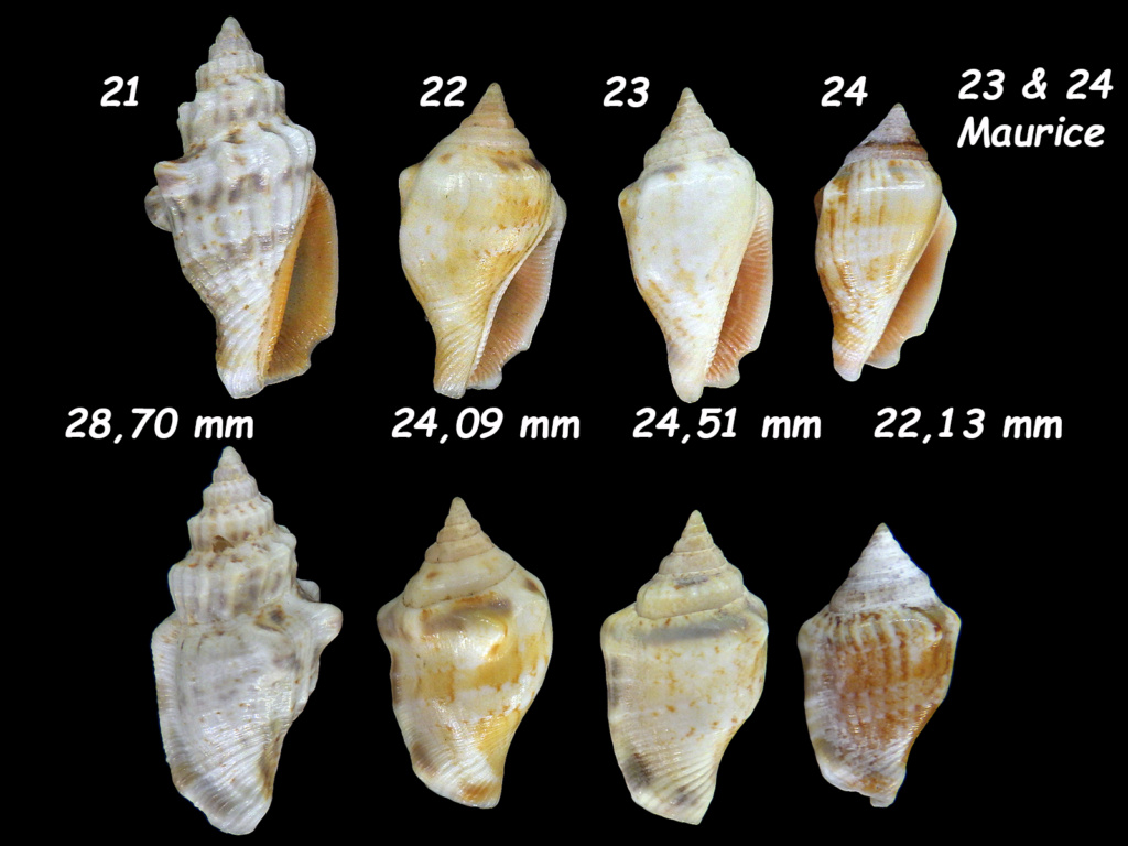 La première couche n'est pas sèche que je passe la seconde : Strombidae Stromb22