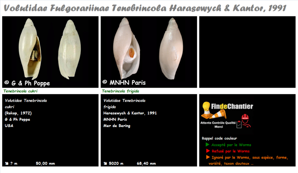 Volutidae Fulgorariinae Tenebrincola - Le genre, ses espèces, la planche Tenebr10