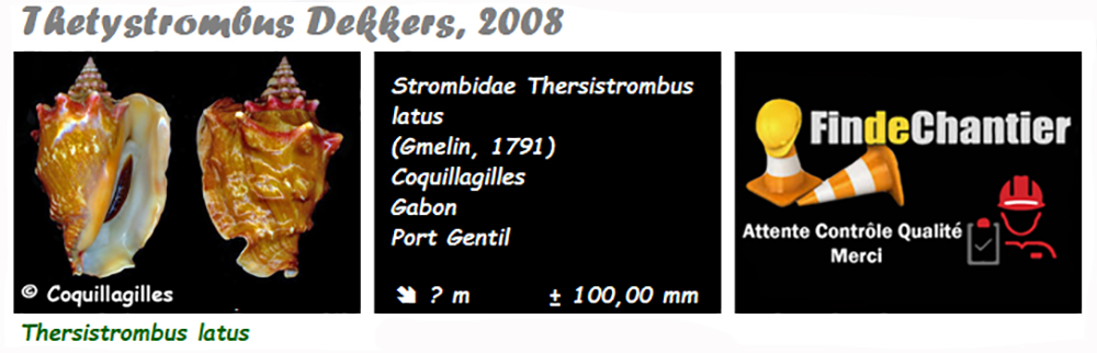 Strombidae Thetystrombus - Le genre, l'espèce, la planche Thetys10
