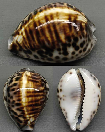 Cypraea tigris maculostriata  Bozzetti, 2024 Tigris18