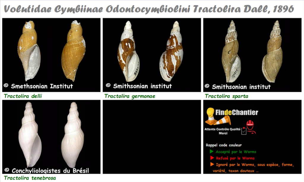 Volutidae Cymbiinae Tractolira - Le genre, ses espèces, la planche Tracto10