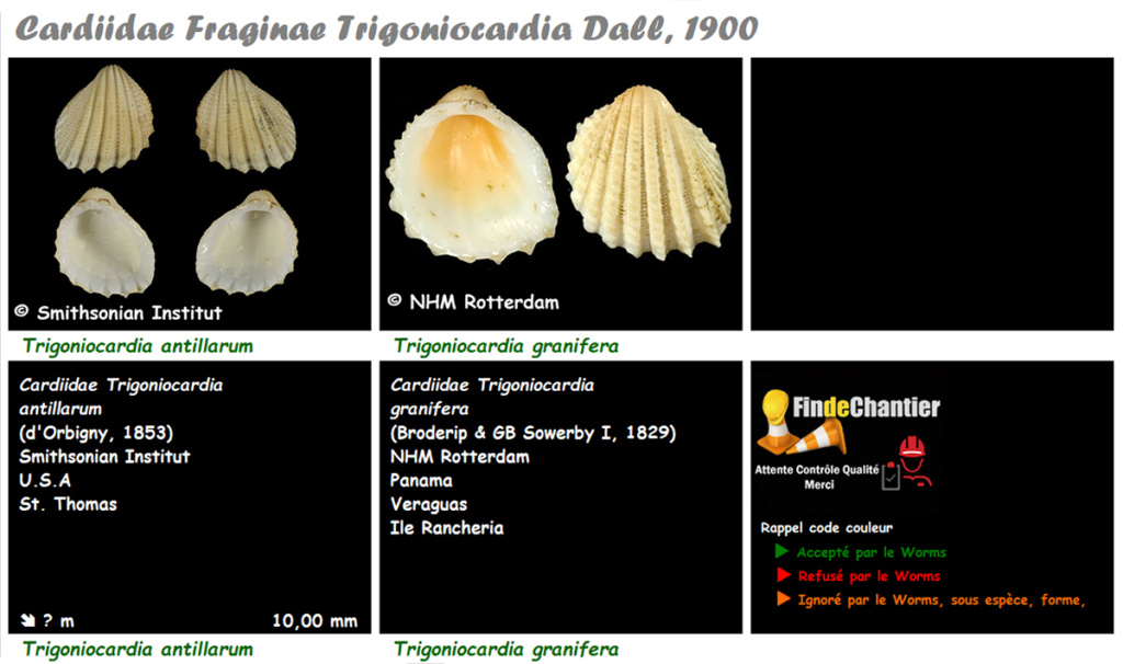 Cardiidae Fraginae Trigoniocardia - Le genre, ses espèces, la planche Trigon12