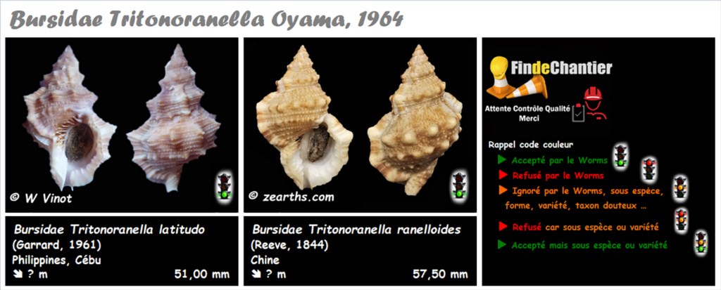 Bursidae Tritonoranella - Le genre, ses espèces, la planche Triton10