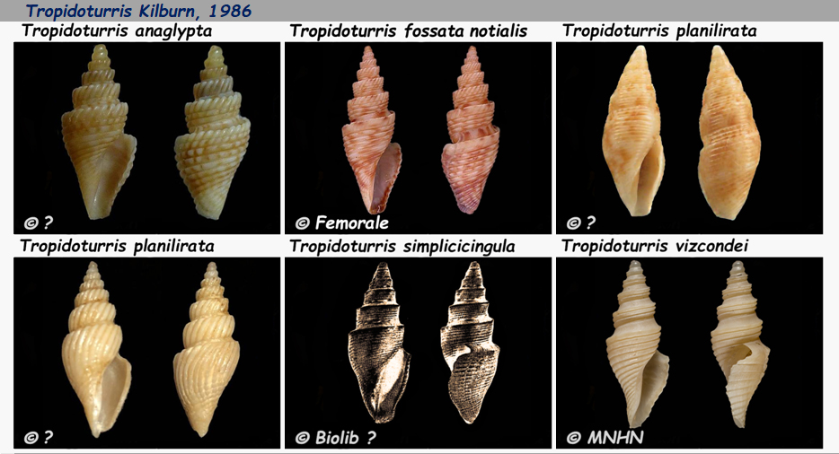 Borsoniidae Tropidoturris - Le genre, ses espèces, la planche Tropid10