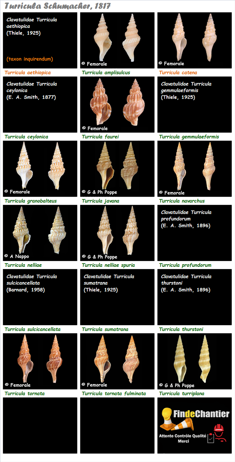 Clavatulidae Turricula - Le genre, ses espèces, la planche Turric11