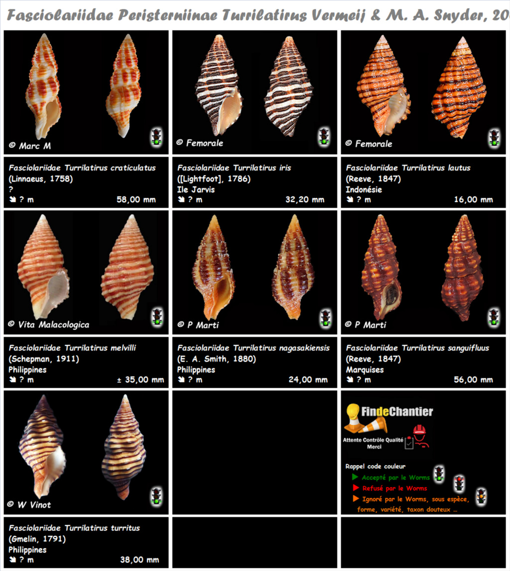 Turrilatirus - Le genre, ses espèces, la planche Turril10