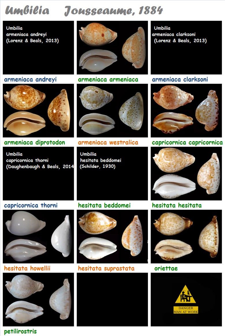  Cypraeidae Umbilia - Discussion sur le genre, la planche Umbili22