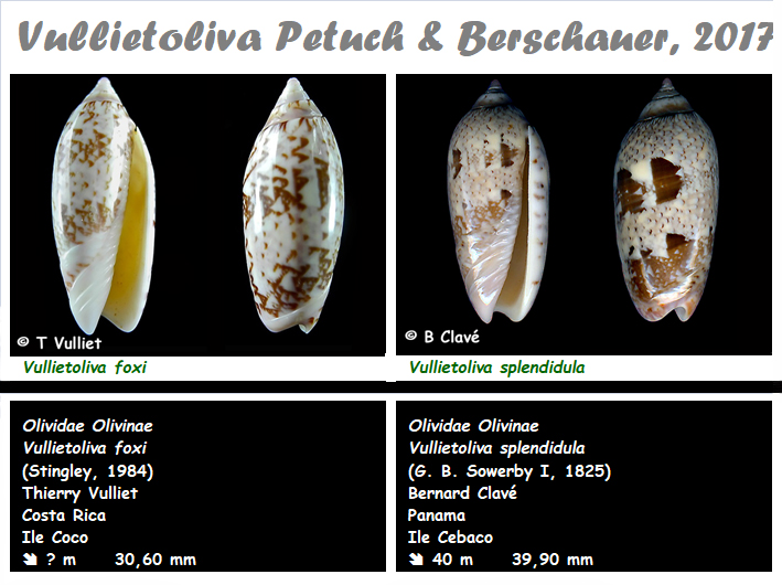 Olividae - Olivinae : Vullietoliva - Le genre, ses espèces, la planche Vullie10