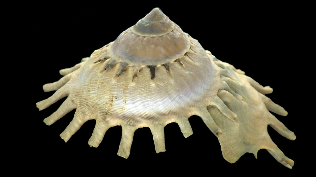 Stellaria solaris - (Linnaeus, 1764) X_stel24
