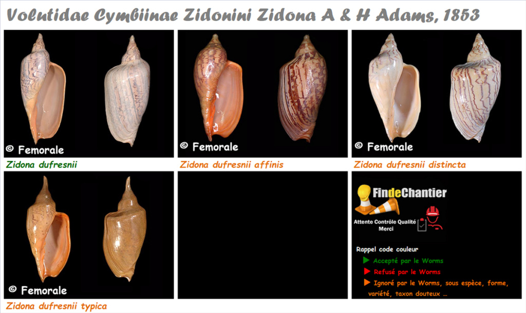 Volutidae Cymbiinae Zidona - Le genre, ses espèces, la planche Zidona11