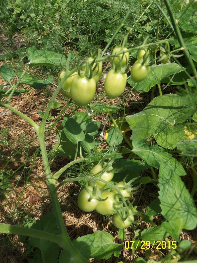 eggplant - New England, July 2015 - Page 7 00711