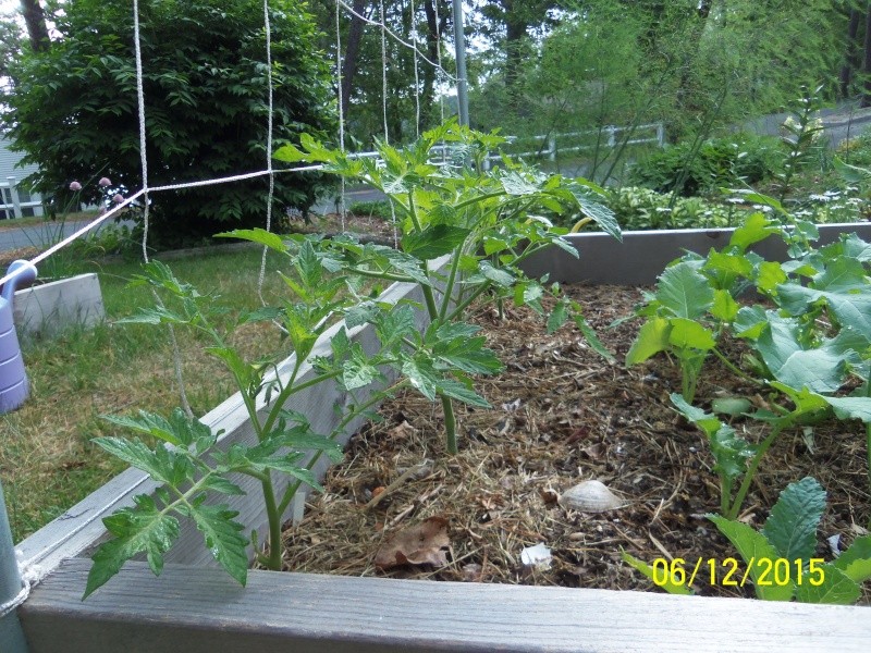Tomato cages/trellis help needed 02512