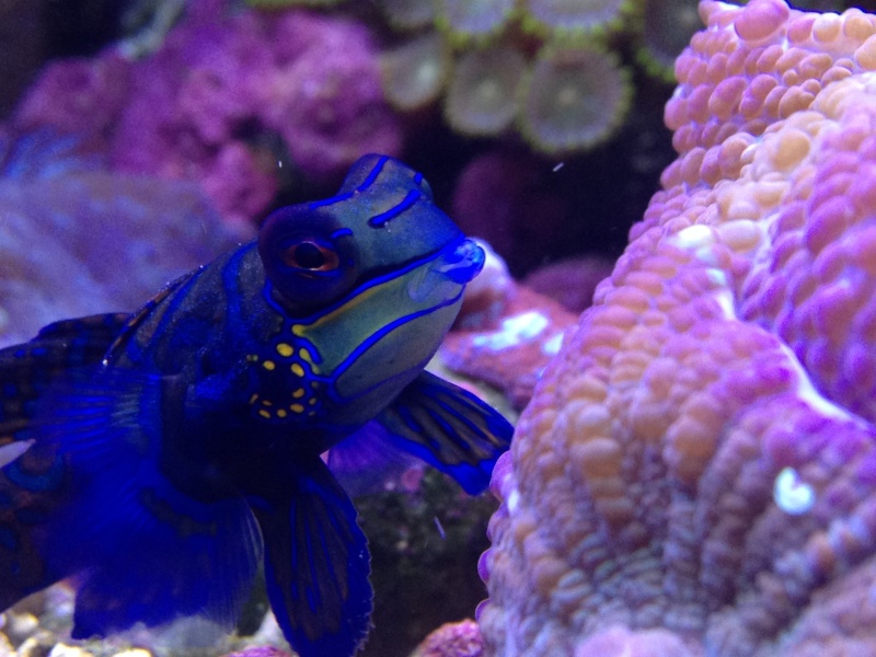Mon recif de 450 litres. Aquari12