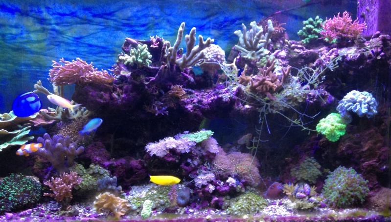 Mon recif de 450 litres. Fullsi11