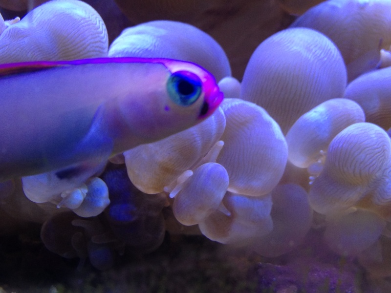 Mon recif de 450 litres. Image11