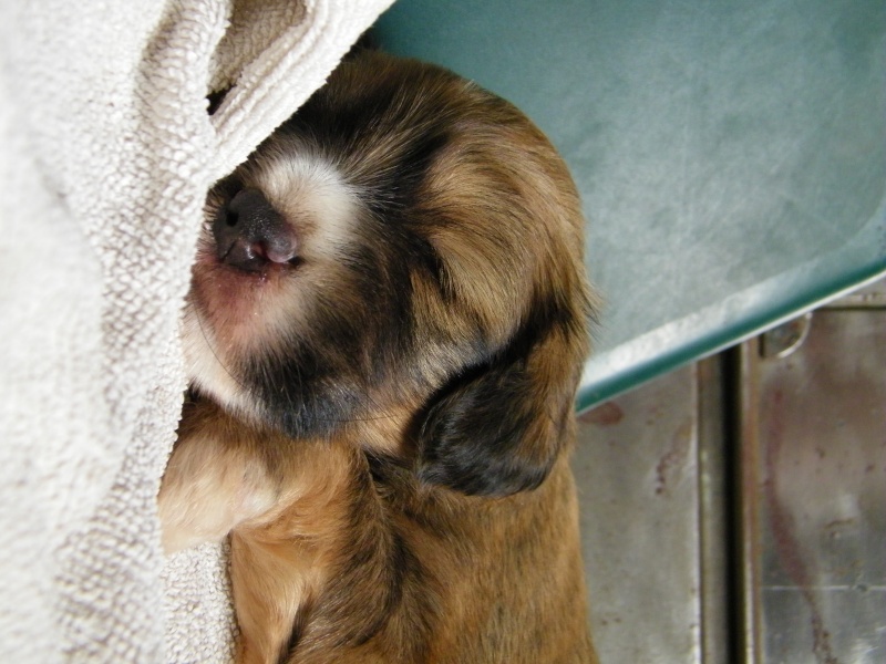 [ tous réservés ]EXTRÊME URGENCE Euthanasie fourrière le 31 juillet 2015 pour 6 chiens (Bretagne) 225_0411