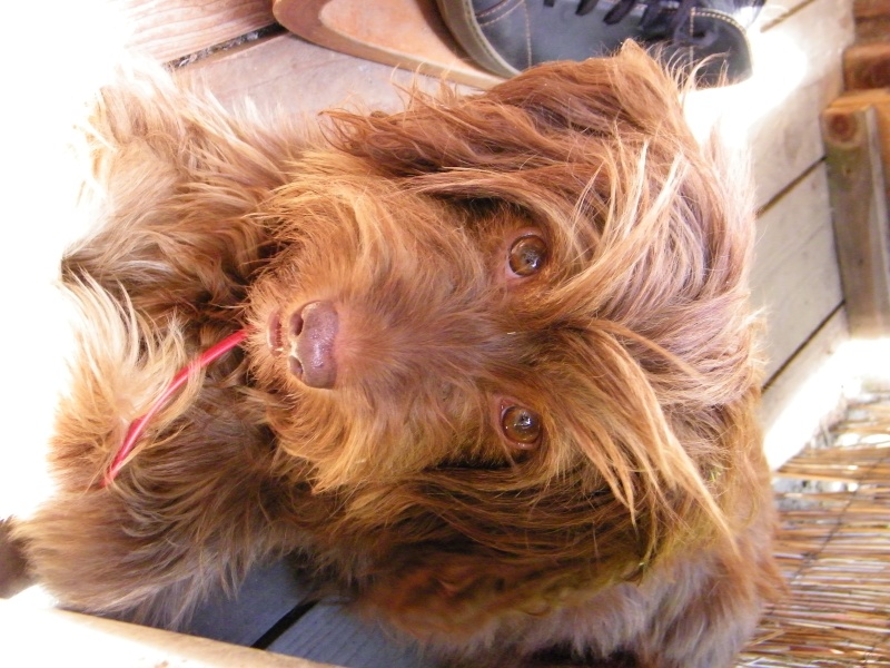 [ tous réservés ]EXTRÊME URGENCE Euthanasie fourrière le 31 juillet 2015 pour 6 chiens (Bretagne) 225_0417