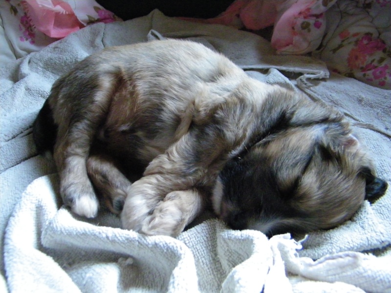 [ tous réservés ]EXTRÊME URGENCE Euthanasie fourrière le 31 juillet 2015 pour 6 chiens (Bretagne) 225_0421