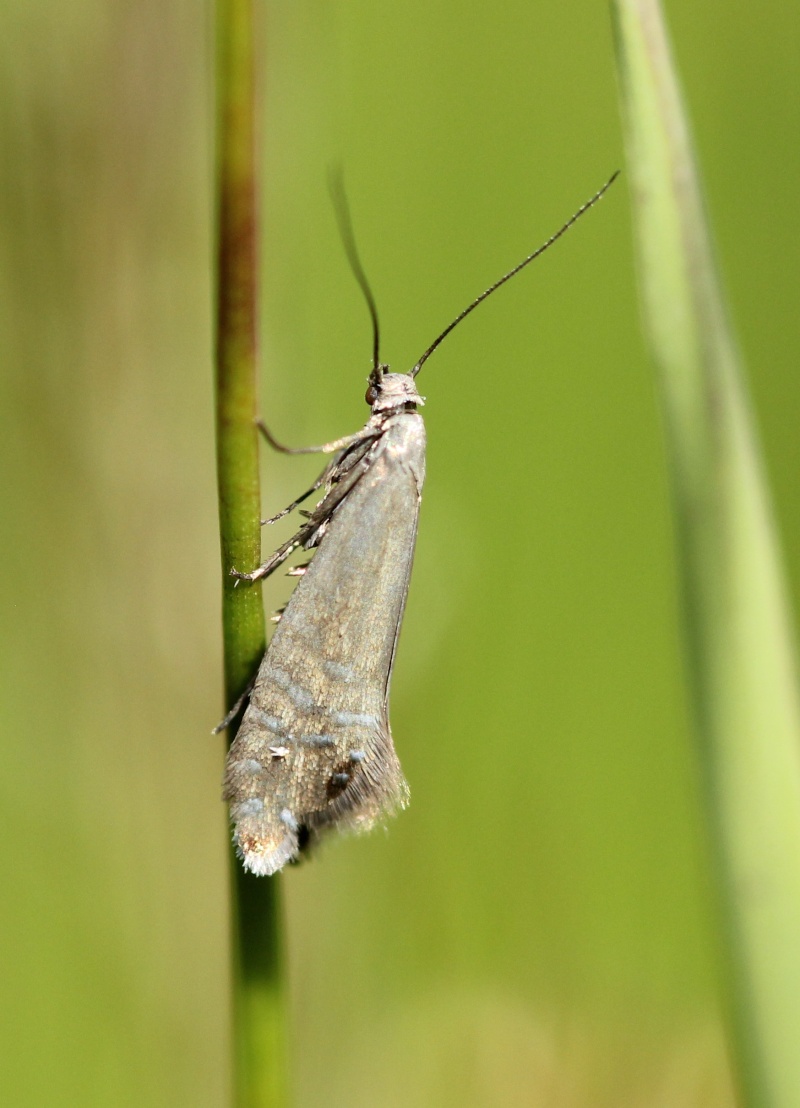 Glyphipterix thrasonella ? Glyphi10