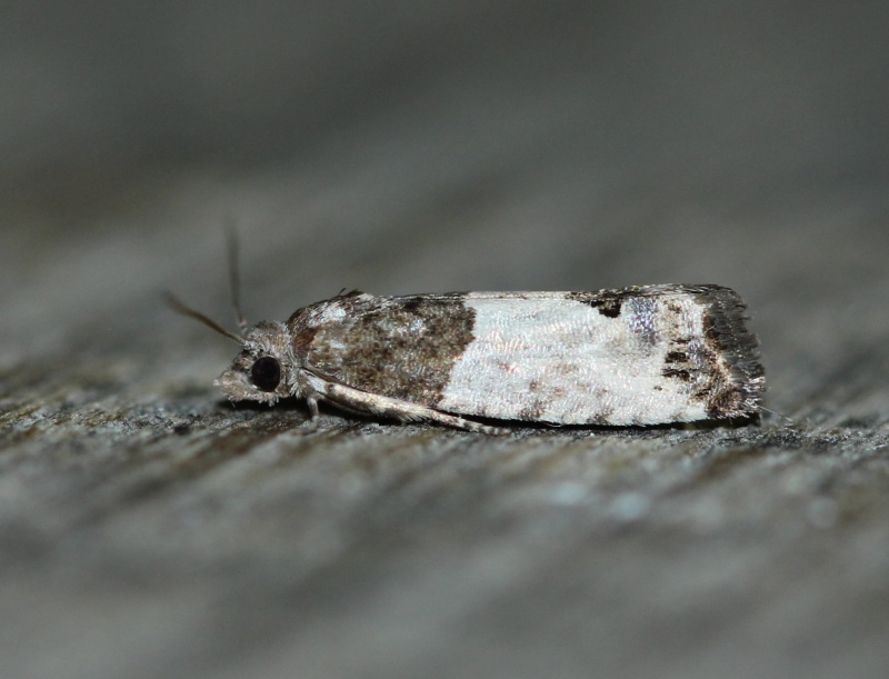 Soirée du 12 juin Lassy (les micros) : Aleimma loeflingiana, Archips pôdana, Cnephasia, Pandemis cerasana, Parapoynx stratiotata, Parornix, Spilonota ocellana, Zeiraphera isertana Spilon10