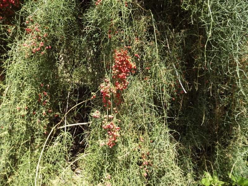 Ephedra altissima - éphèdre élevé Dscf7511