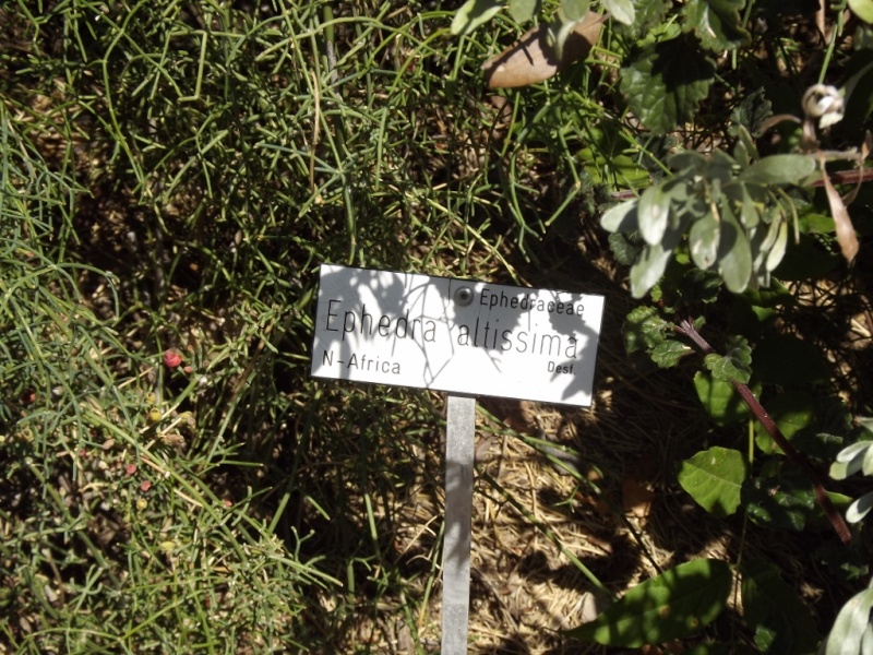 Ephedra altissima - éphèdre élevé Dscf7512
