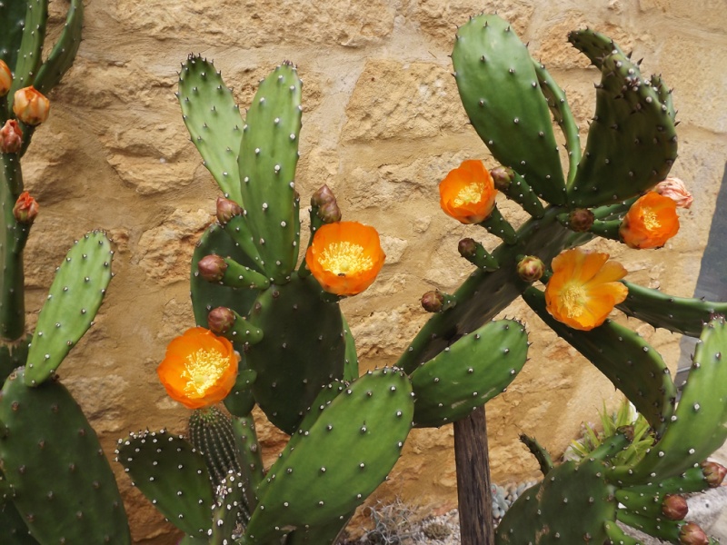 cactus du mois de juin Opunti10