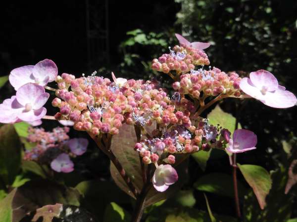 Hydrangea.....saison 2015 !!! - Page 4 P1280420