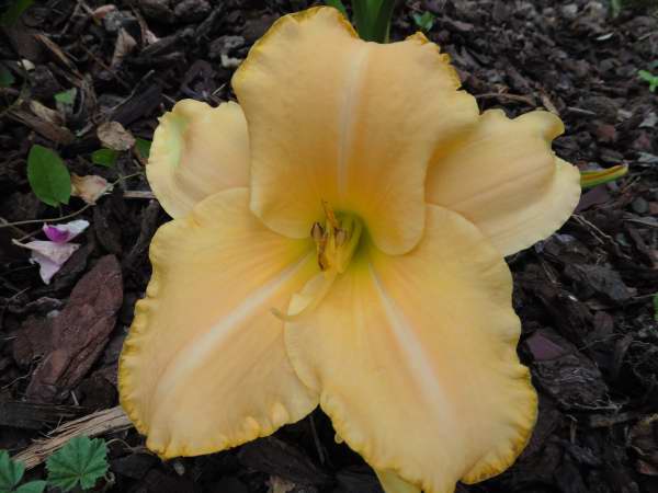 2015 - Hemerocallis !!! - Page 4 P1310110