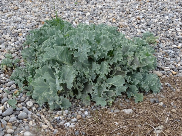 Crambe maritima - chou maritime  Chou_m11